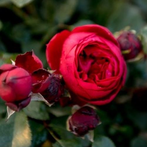 Rosa Till Eulenspiegel ® - roșu - Trandafir copac cu trunchi înalt - cu flori în buchet - coroană tufiș